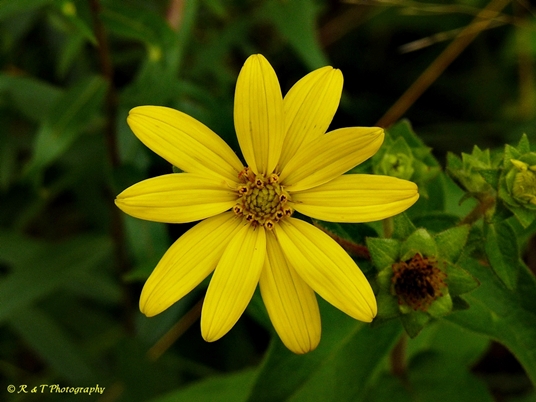 {Silphium asteriscus}